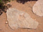 IM001211.JPG
Real dinosauer foot prints.
356.40 KB 
1600 x 1200 
