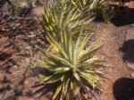 IM001225.JPG
Broadleaf Yucca Plant
757.88 KB 
1600 x 1200 
