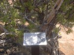 IM001230.JPG
Utah Juniper Tree
714.68 KB 
1600 x 1200 
